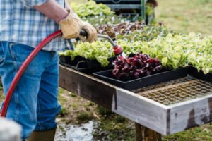 How to Build a Planter Box for a Thriving Vegetable Garden